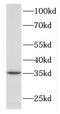 DnaJ homolog subfamily B member 7 antibody, FNab02453, FineTest, Western Blot image 