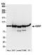 KH-Type Splicing Regulatory Protein antibody, A302-021A, Bethyl Labs, Western Blot image 