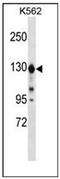 Extended Synaptotagmin 1 antibody, AP51467PU-N, Origene, Western Blot image 