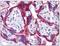 Autophagy Related 9B antibody, AP31183PU-N, Origene, Immunohistochemistry paraffin image 