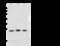 Cyclin-dependent kinase 2-interacting protein antibody, 103767-T34, Sino Biological, Western Blot image 