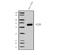 Solute Carrier Family 22 Member 8 antibody, A04087-1, Boster Biological Technology, Western Blot image 