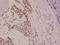 p130cas antibody, A00960Y410, Boster Biological Technology, Immunohistochemistry frozen image 
