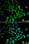 Dan antibody, orb247693, Biorbyt, Immunocytochemistry image 