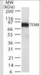 ANTXR Cell Adhesion Molecule 1 antibody, NB100-56585, Novus Biologicals, Western Blot image 