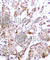 c-Myc antibody, AP0131, ABclonal Technology, Immunohistochemistry paraffin image 