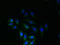 Solute Carrier Family 6 Member 16 antibody, LS-C379342, Lifespan Biosciences, Immunofluorescence image 