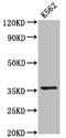 PDZ And LIM Domain 4 antibody, LS-C670594, Lifespan Biosciences, Western Blot image 
