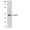 C-C Motif Chemokine Receptor 9 antibody, LS-C291758, Lifespan Biosciences, Western Blot image 