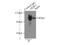DEAD-Box Helicase 1 antibody, 11357-1-AP, Proteintech Group, Immunoprecipitation image 