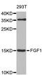Heparin-binding growth factor 1 antibody, LS-C331066, Lifespan Biosciences, Western Blot image 