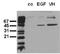 MEK1, MEK2 antibody, ADI-905-652-100, Enzo Life Sciences, Western Blot image 