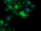 Anaphase-promoting complex subunit 11 antibody, LS-C174746, Lifespan Biosciences, Immunofluorescence image 