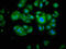 Calpain 2 antibody, LS-B12277, Lifespan Biosciences, Immunofluorescence image 