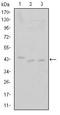 Cyclin Dependent Kinase 9 antibody, AM06624SU-N, Origene, Western Blot image 