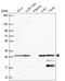 Granzyme K antibody, HPA063181, Atlas Antibodies, Western Blot image 
