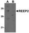 Receptor expression-enhancing protein 2 antibody, orb75344, Biorbyt, Western Blot image 