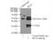 Replication Protein A2 antibody, 10412-1-AP, Proteintech Group, Immunoprecipitation image 