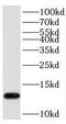 PHD finger-like domain-containing protein 5A antibody, FNab06387, FineTest, Western Blot image 