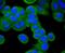 Membrane Metalloendopeptidase antibody, NBP2-67717, Novus Biologicals, Immunofluorescence image 