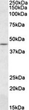 CAMP Responsive Element Binding Protein 3 antibody, orb137116, Biorbyt, Western Blot image 