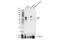 Bridging Integrator 1 antibody, 51844S, Cell Signaling Technology, Western Blot image 