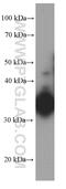 Interleukin 12B antibody, 66288-1-Ig, Proteintech Group, Western Blot image 