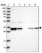 Phosducin Like 3 antibody, PA5-55502, Invitrogen Antibodies, Western Blot image 