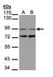 Membrane-associated phosphatidylinositol transfer protein 3 antibody, LS-C185946, Lifespan Biosciences, Western Blot image 