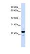 C1q And TNF Related 1 antibody, NBP1-62296, Novus Biologicals, Western Blot image 