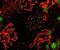 Synaptonemal Complex Protein 1 antibody, GTX15087, GeneTex, Immunofluorescence image 