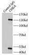 Choline kinase alpha antibody, FNab01665, FineTest, Immunoprecipitation image 