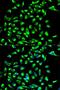 CLDN7 antibody, LS-C331839, Lifespan Biosciences, Immunofluorescence image 