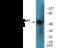 SMAD Family Member 1 antibody, EKC2272, Boster Biological Technology, Western Blot image 