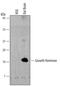 Growth Hormone 1 antibody, MAB1566, R&D Systems, Western Blot image 