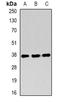 Ring Finger Protein 2 antibody, orb340941, Biorbyt, Western Blot image 