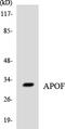 Apolipoprotein F antibody, LS-C200135, Lifespan Biosciences, Western Blot image 