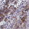 Immunoglobulin Superfamily Member 1 antibody, HPA012732, Atlas Antibodies, Immunohistochemistry paraffin image 