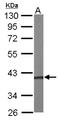 Phosphoribosyl Pyrophosphate Synthetase Associated Protein 1 antibody, NBP1-32625, Novus Biologicals, Western Blot image 