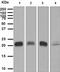 Glutathione Peroxidase 1 antibody, ab108427, Abcam, Western Blot image 