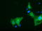 Schlafen Like 1 antibody, LS-C115792, Lifespan Biosciences, Immunofluorescence image 