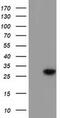 Bridging Integrator 3 antibody, MA5-25287, Invitrogen Antibodies, Western Blot image 