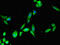 Protein FAM182A antibody, LS-C399170, Lifespan Biosciences, Immunofluorescence image 