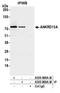 Ankyrin Repeat Domain 13A antibody, A305-868A-M, Bethyl Labs, Immunoprecipitation image 