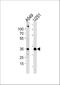 ASB-9 antibody, A09121, Boster Biological Technology, Western Blot image 