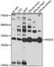 Dexamethasone-induced Ras-related protein 1 antibody, A15451, ABclonal Technology, Western Blot image 
