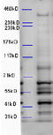p33 antibody, 43-622, ProSci, Western Blot image 