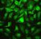 Polypyrimidine Tract Binding Protein 2 antibody, A05020-2, Boster Biological Technology, Immunofluorescence image 