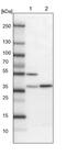 Family With Sequence Similarity 171 Member B antibody, PA5-53060, Invitrogen Antibodies, Western Blot image 