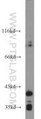 NK2 Homeobox 1 antibody, 66034-1-Ig, Proteintech Group, Western Blot image 